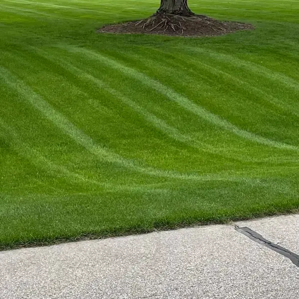 Fresh mowing stripes running to the kerb in Ann Arbor, Michigan