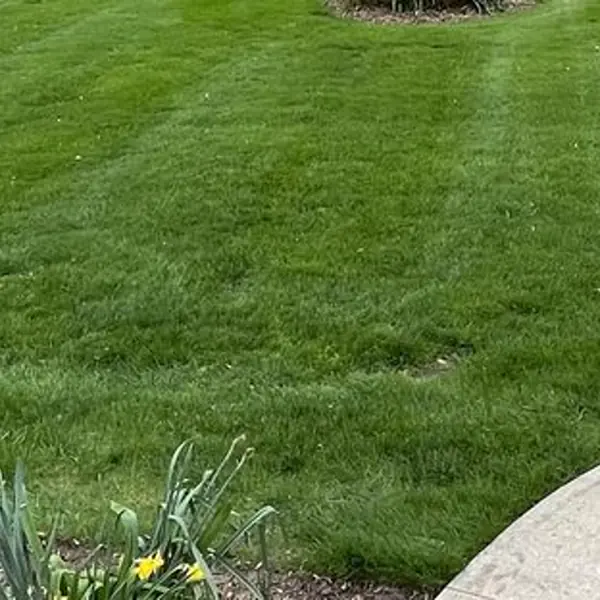 Wide lawn mowing stripes result in Ann Arbor, Michigan